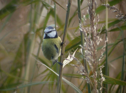 Tit bird graphics