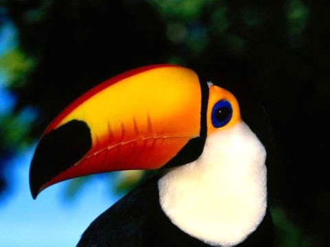 Toucan bird graphics