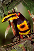 Toucan