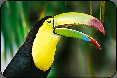 Toucan bird graphics