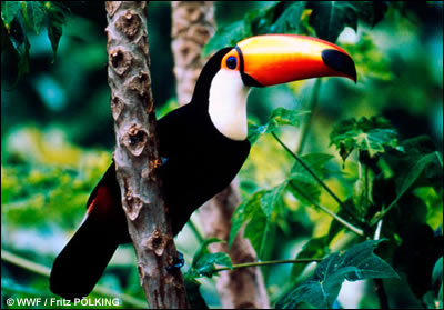 Toucan bird graphics