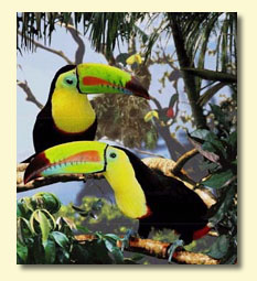 Toucan bird graphics