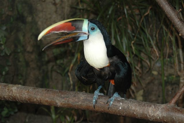 Toucan bird graphics