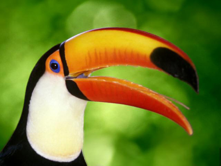 Toucan bird graphics