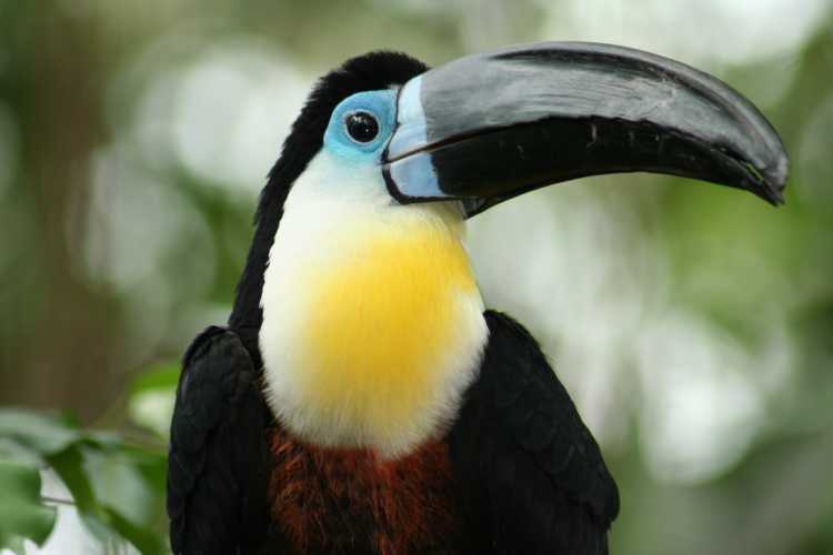 Toucan bird graphics