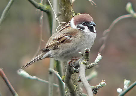 Tree sparrow