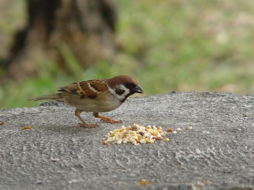 Tree sparrow