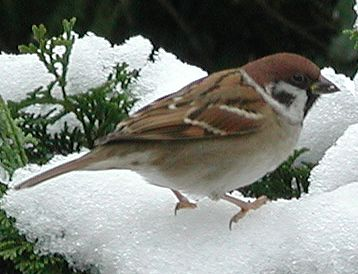 Tree sparrow bird graphics