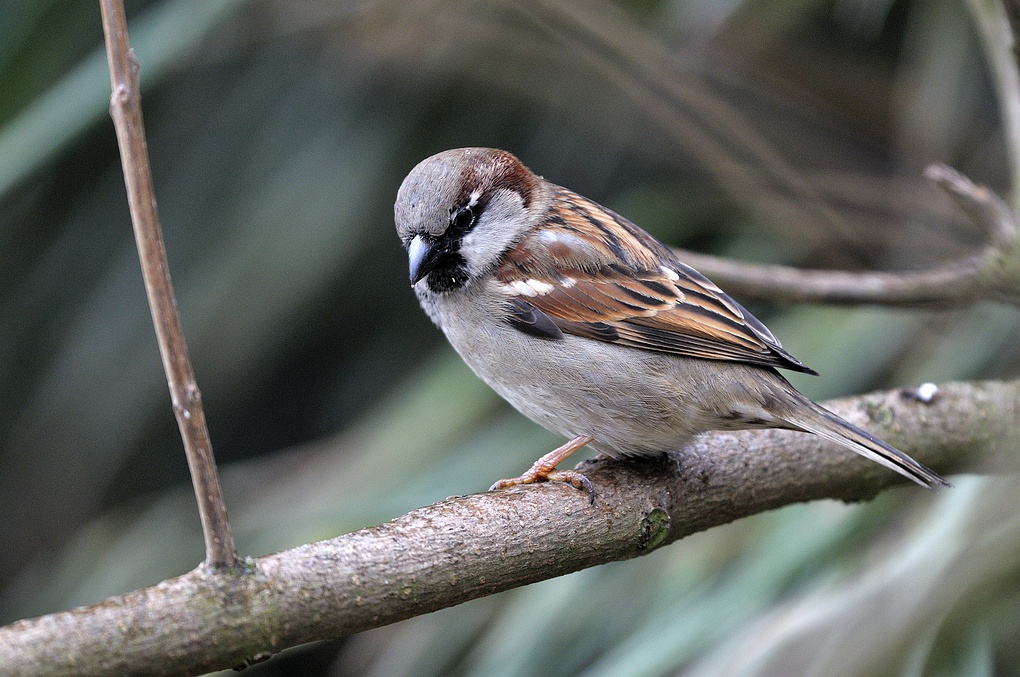 Tree sparrow bird graphics