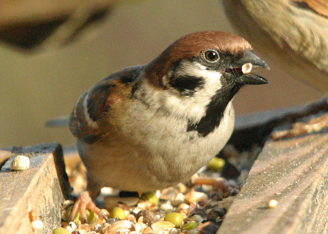 Tree sparrow bird graphics