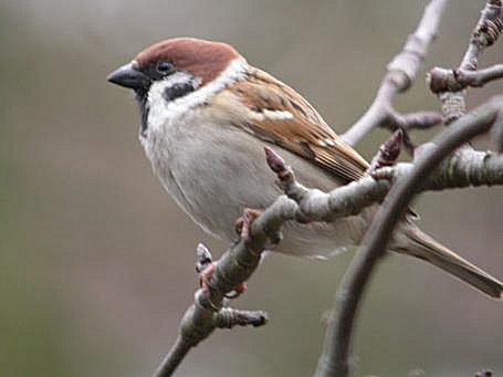 Tree sparrow bird graphics