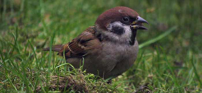 Tree sparrow bird graphics