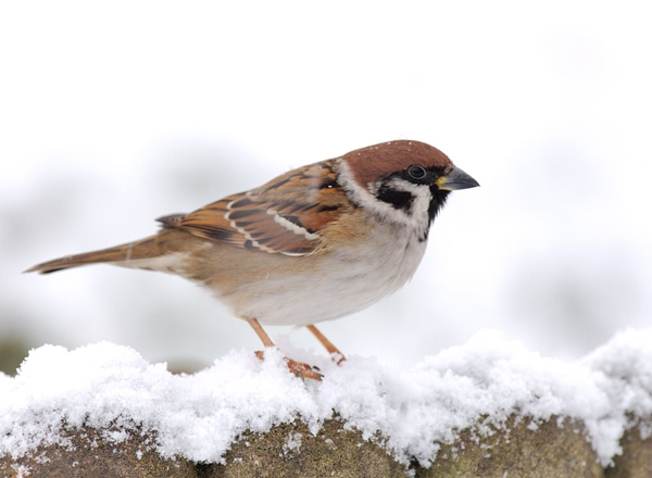 Tree sparrow bird graphics