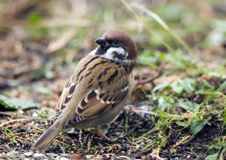 Tree sparrow bird graphics