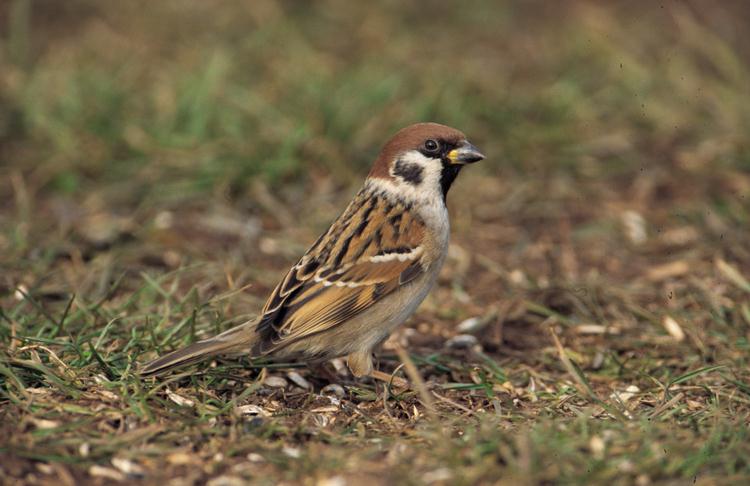 Tree sparrow bird graphics