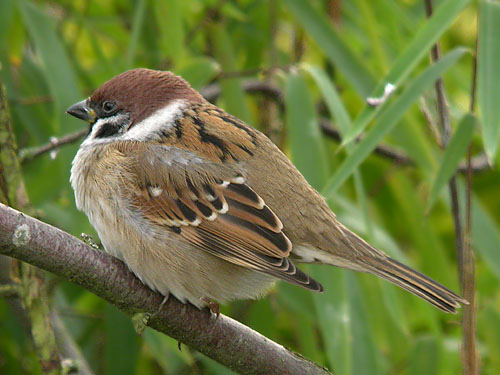 Tree sparrow bird graphics