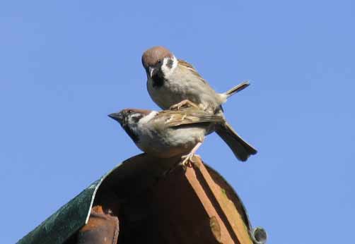 Tree sparrow bird graphics