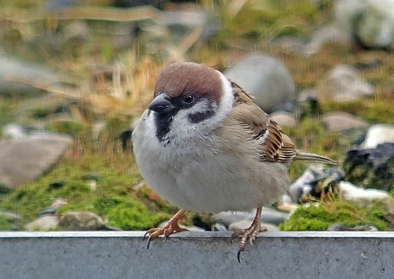 Tree sparrow bird graphics