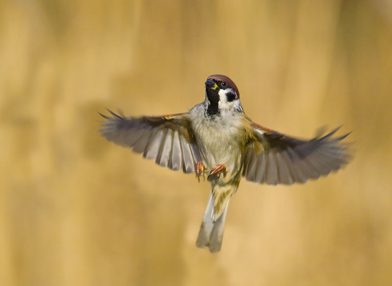 Tree sparrow