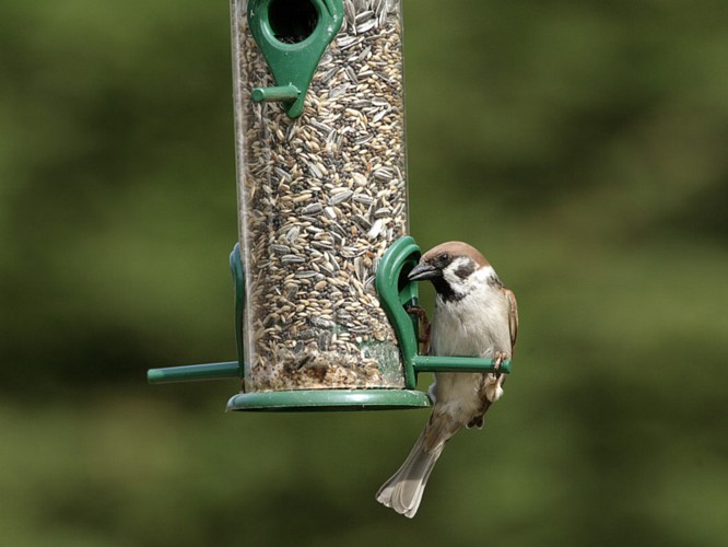 Tree sparrow