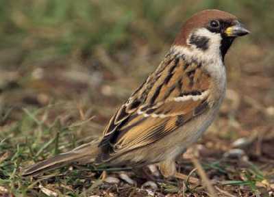 Tree sparrow bird graphics