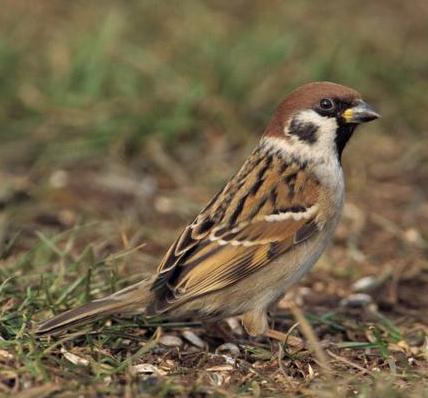 Tree sparrow bird graphics