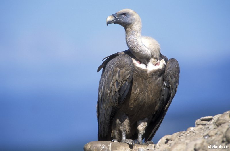 Vulture bird graphics