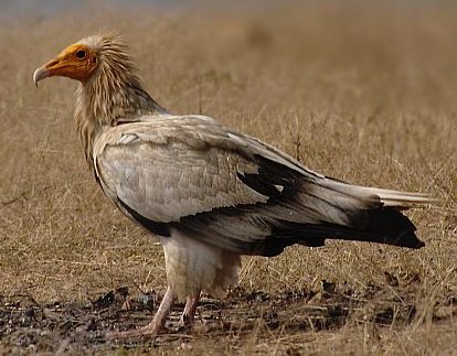 Vulture