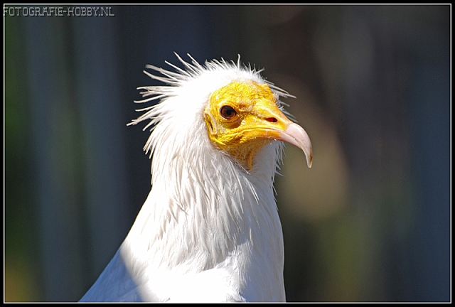 Vulture