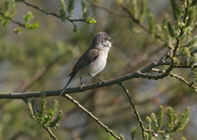 White throated sparrow