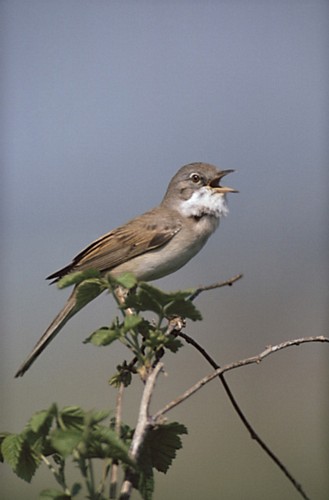 White throated sparrow