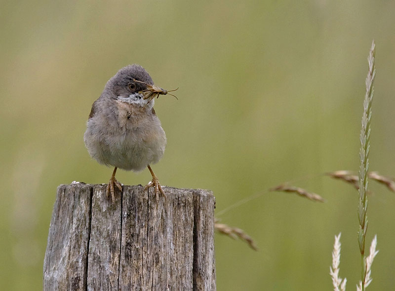 White throated sparrow