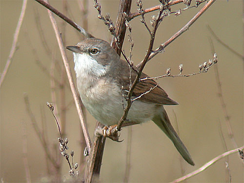 White throated sparrow