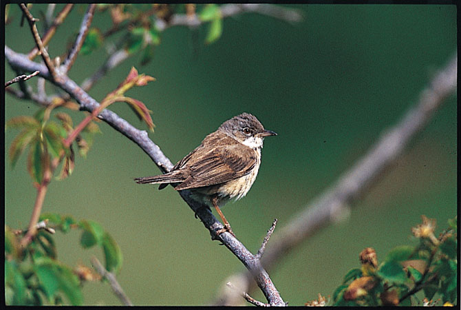 White throated sparrow