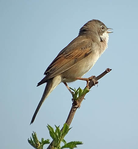 White throated sparrow