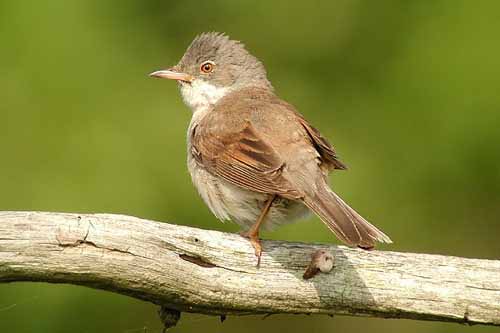 White throated sparrow bird graphics