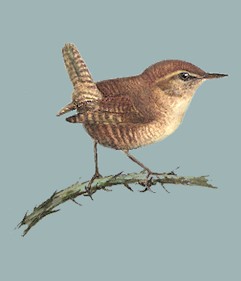 Winter wren bird graphics