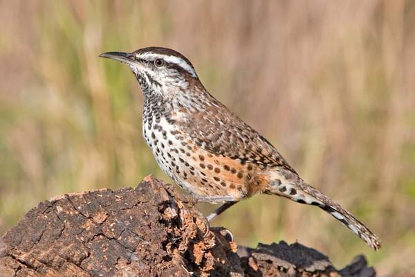 Winter wren