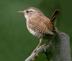 Winter wren bird graphics