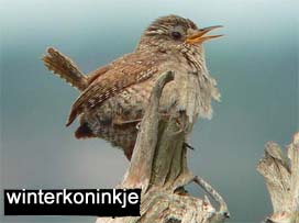 Winter wren