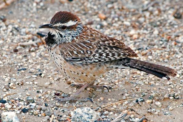 Winter wren