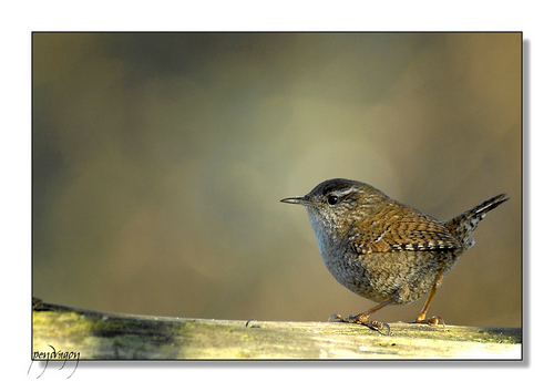 Winter wren bird graphics