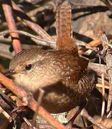 Winter wren