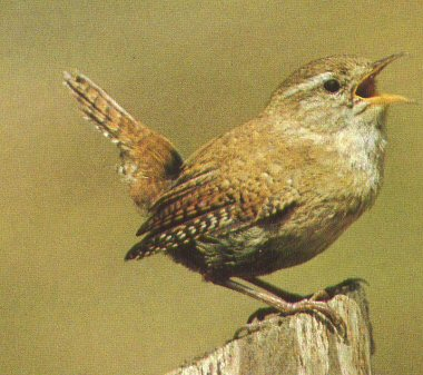 Winter wren bird graphics