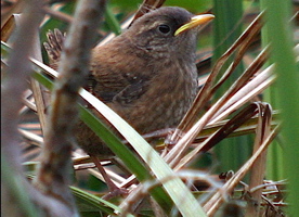 Winter wren bird graphics