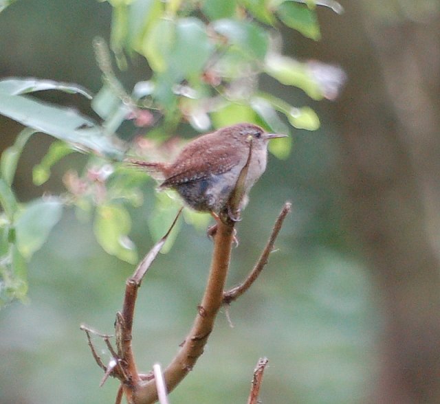 Winter wren bird graphics