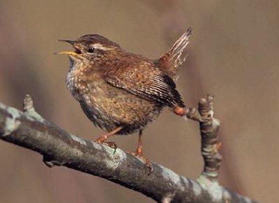 Winter wren bird graphics
