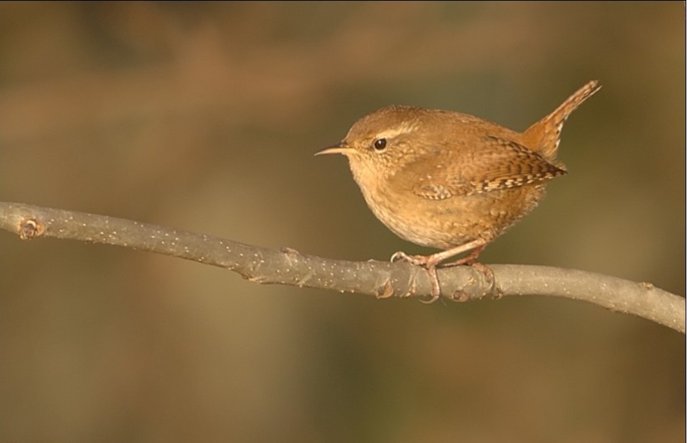 Winter wren bird graphics