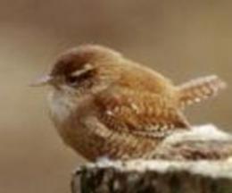 Winter wren bird graphics