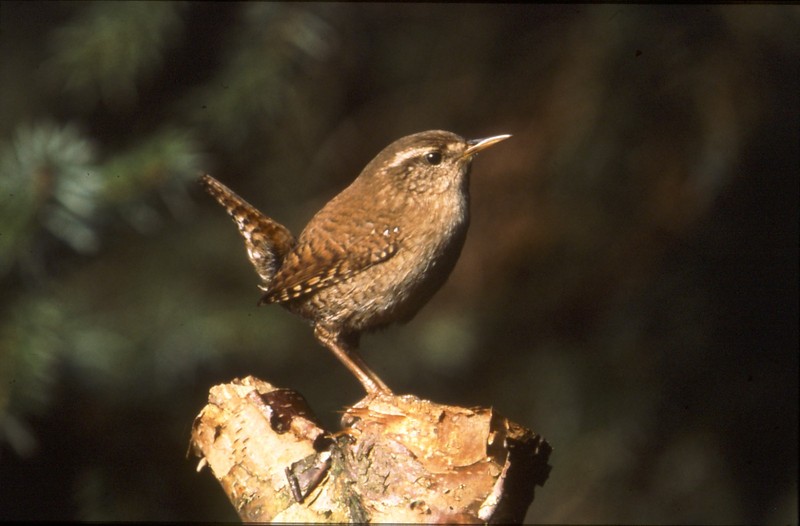 Winter wren bird graphics